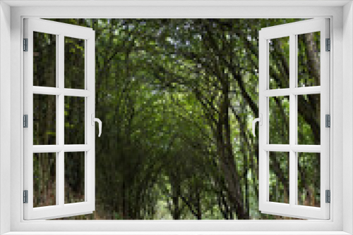 Fototapeta Naklejka Na Ścianę Okno 3D - arched path in the woods