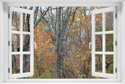 Fototapeta Naklejka Na Ścianę Okno 3D - 日本の秋の風景、秋の紅葉