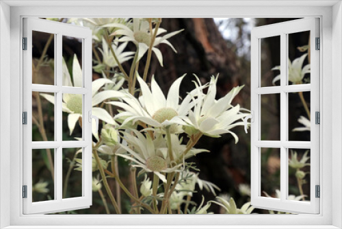 Fototapeta Naklejka Na Ścianę Okno 3D - Close up of Flannel flowers, New South Wales Australia
