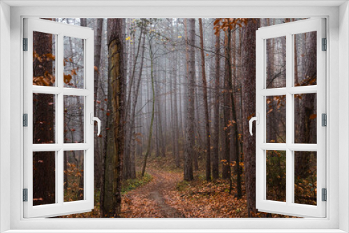 Fototapeta Naklejka Na Ścianę Okno 3D - misty autumn forest in the morning