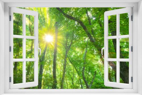 Fototapeta Naklejka Na Ścianę Okno 3D - forest sunlight