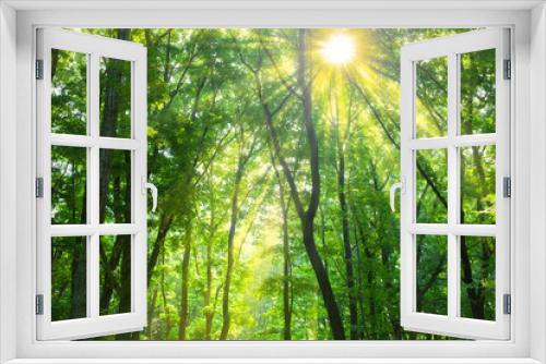 Fototapeta Naklejka Na Ścianę Okno 3D - forest sunlight