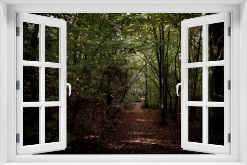 Fototapeta Naklejka Na Ścianę Okno 3D - Beautiful Forest