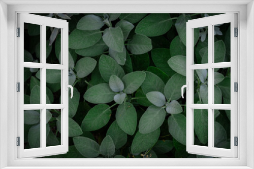 Fototapeta Naklejka Na Ścianę Okno 3D - Bright sage background with sage leaves