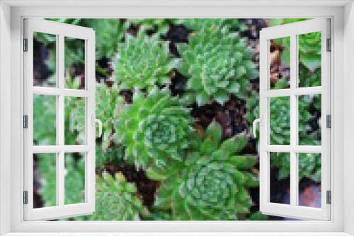 Fototapeta Naklejka Na Ścianę Okno 3D - Sempervivum × funckii rojnik funcka