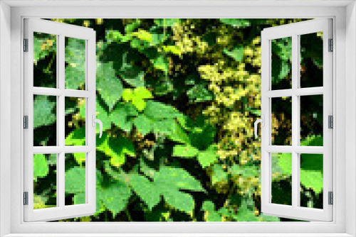 Fototapeta Naklejka Na Ścianę Okno 3D - Golden Hop vine (humulus lupulus aureus) .