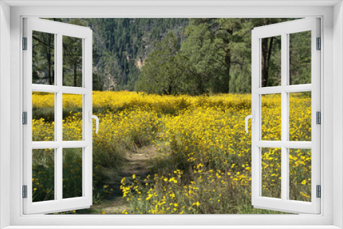 Fototapeta Naklejka Na Ścianę Okno 3D - Yellow Mountain Wild flowers in full bloom