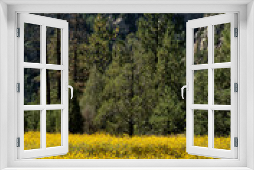 Fototapeta Naklejka Na Ścianę Okno 3D - Yellow Mountain Wild flowers in full bloom