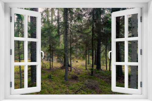 Fototapeta Naklejka Na Ścianę Okno 3D - Forest background with moss carpet. verdant natural background with pine and spruce forest