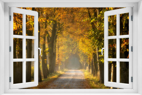Fototapeta Naklejka Na Ścianę Okno 3D - autumn morning in old trees avenue