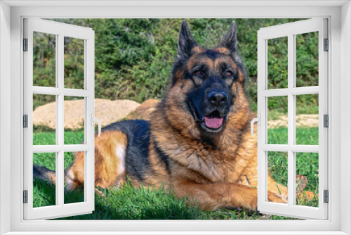Fototapeta Naklejka Na Ścianę Okno 3D - German shepherd dog lying on the grass, facing forward, with its head erect, like a sphinx, its mouth ajar, looking straight ahead, while guarding and keeping a stick, its toy, between its hands expec