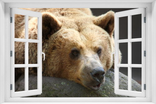 Fototapeta Naklejka Na Ścianę Okno 3D - Europäischer Braunbär / European brown bear/ Ursus arctos arctos