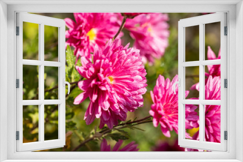 Fototapeta Naklejka Na Ścianę Okno 3D - Beautiful pink violet chrysanthemum with dew drops in the garden. Sunny day, shall depth of the field