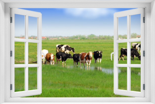Fototapeta Naklejka Na Ścianę Okno 3D - Cows grazing on a green summer meadow
