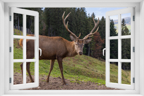 Fototapeta Naklejka Na Ścianę Okno 3D - Großer Rothirsch, rotwild blickt zu mir.