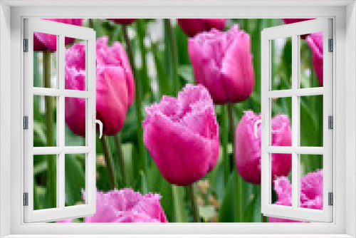 Fototapeta Naklejka Na Ścianę Okno 3D - Fringed lilac pink tulip Louvre