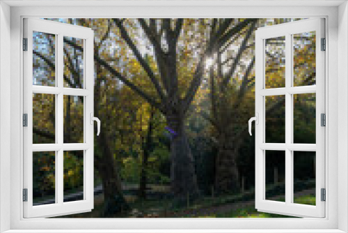 Fototapeta Naklejka Na Ścianę Okno 3D - Paris, France - 11 13 2022: Park des Buttes Chaumont. Close up shot of three tall trees