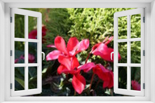 Fototapeta Naklejka Na Ścianę Okno 3D - red cyclamens