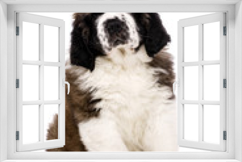 Fototapeta Naklejka Na Ścianę Okno 3D - St Bernard puppy isolated on white
