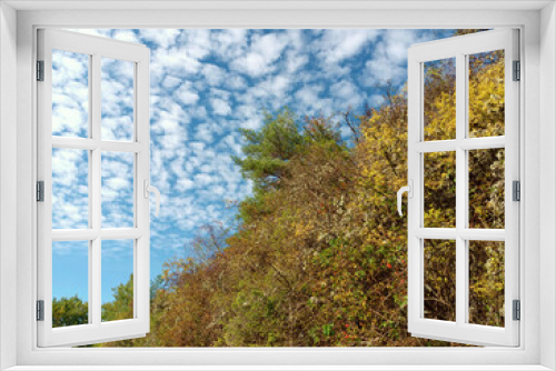 Fototapeta Naklejka Na Ścianę Okno 3D - Sträucher im Herbst vor blauem Himmel mit Cumulus-Wolken auf dem Premium-Wanderweg Vitaltour Stein, Wein & Farbe bei Wallhausen m im Landkreis Bad Kreuznach in der Nahe-Region von Rheinland-Pfalz. 