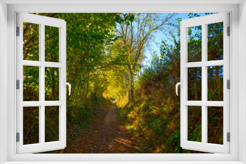 Fototapeta Naklejka Na Ścianę Okno 3D - Colorful foliage and leaves of trees in a forest in bright sunlight in autumn, Voeren, Limburg, Belgium, November, 2022