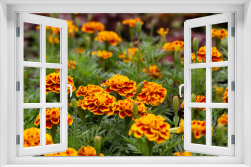 Fototapeta Naklejka Na Ścianę Okno 3D - Marigold flowers with dark yellow petals and brown inner sides bloom together on a field.