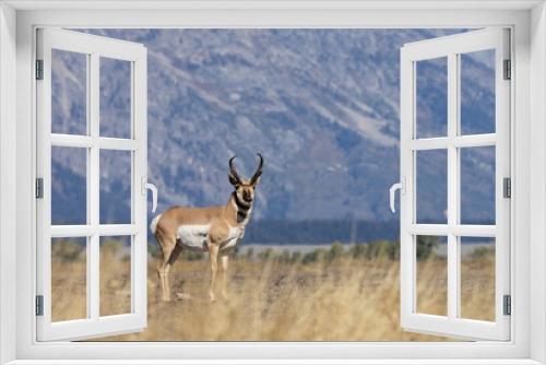 Fototapeta Naklejka Na Ścianę Okno 3D - Pronghorn Antelope Buck in Autumn in Wyoming