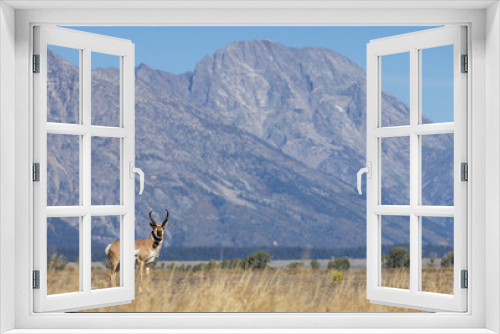 Fototapeta Naklejka Na Ścianę Okno 3D - Pronghorn Antelope Buck in Autumn in Wyoming