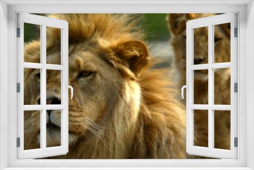 Fototapeta Naklejka Na Ścianę Okno 3D - African Lions