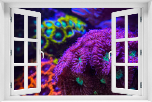Fototapeta Naklejka Na Ścianę Okno 3D - coral