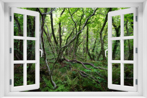 Fototapeta Naklejka Na Ścianę Okno 3D - dense wild forest in springtime