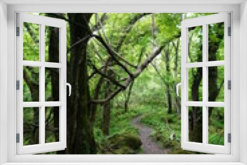 Fototapeta Naklejka Na Ścianę Okno 3D - fine path through old trees