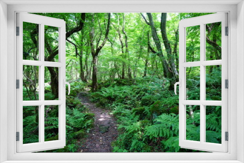 Fototapeta Naklejka Na Ścianę Okno 3D - beautiful wild forest with path