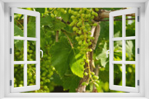 Fototapeta Naklejka Na Ścianę Okno 3D - Unripe, immature grapes. In the vine branch, between the vineyard.	
