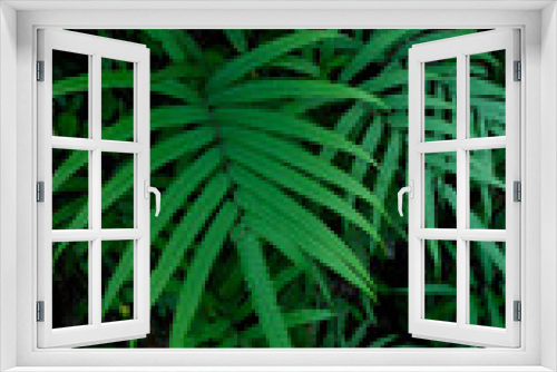Fototapeta Naklejka Na Ścianę Okno 3D - Fresh Green leaves texture for nature background and design,foliage nature background