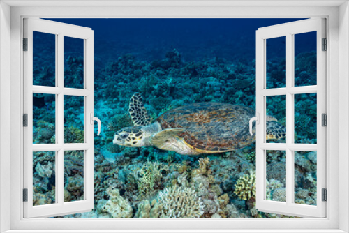 Fototapeta Naklejka Na Ścianę Okno 3D - Turtle on a reef in the Red Sea