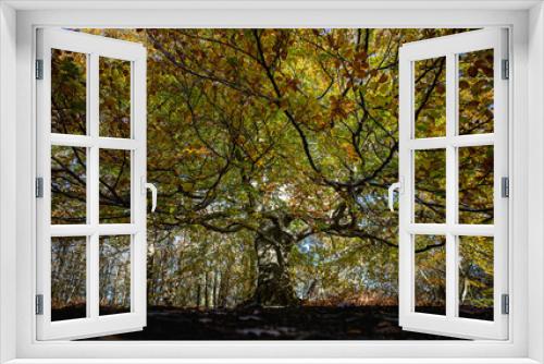Fototapeta Naklejka Na Ścianę Okno 3D - autumn woodlands