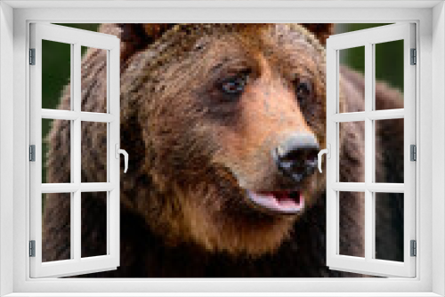 Fototapeta Naklejka Na Ścianę Okno 3D - Big brown bear lying, big forest predator close up, big paw and sharp claws.