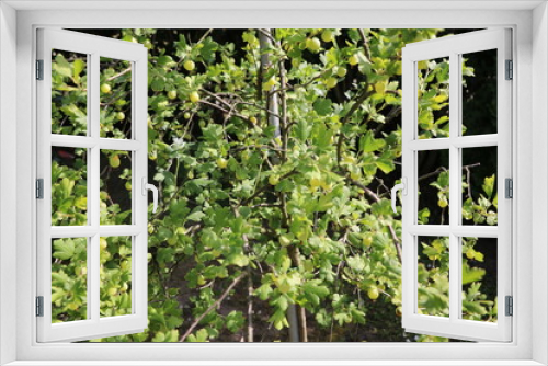 Fototapeta Naklejka Na Ścianę Okno 3D - Ripe gooseberries on shrub in summer, Germany