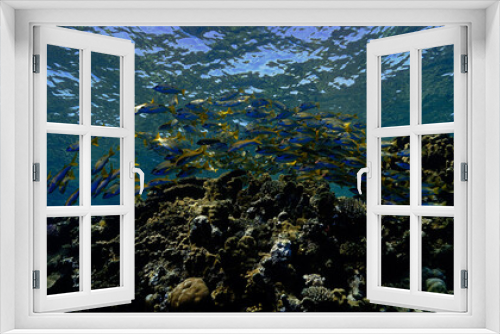Fototapeta Naklejka Na Ścianę Okno 3D - Underwater photo of a school of fish at a coral reef