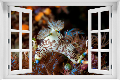 Fototapeta Naklejka Na Ścianę Okno 3D -  Nudibranch eating