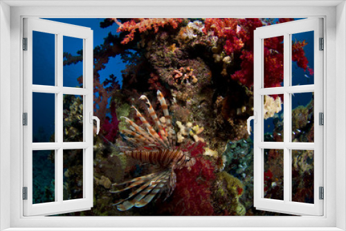 Fototapeta Naklejka Na Ścianę Okno 3D - Coral Reef