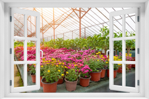 Fototapeta Naklejka Na Ścianę Okno 3D - Blooming asters and chrysanthemums various flowers in pots grown in a greenhouse.