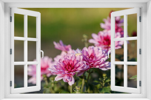 Fototapeta Naklejka Na Ścianę Okno 3D - beautiful chrysanthemum flower bushes pink colors