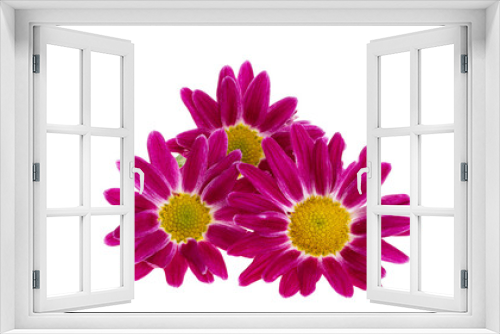 Fototapeta Naklejka Na Ścianę Okno 3D - chrysanthemum isolated