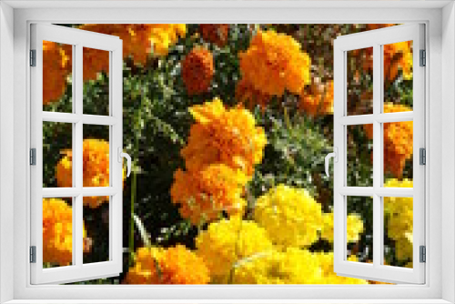 Fototapeta Naklejka Na Ścianę Okno 3D - Orange flower blooming in the garden