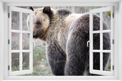 Fototapeta Naklejka Na Ścianę Okno 3D - brown bear 