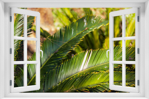 Fototapeta Naklejka Na Ścianę Okno 3D - Cycas taiwaniana palm trees and bushes in a tropical botanical garden in summer, spring sunny day. Lush green exotic vegetation in the shadow of a rainforest, forest, wood, woods, national reserve.