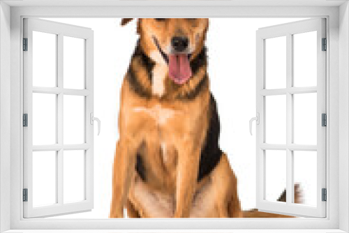 Fototapeta Naklejka Na Ścianę Okno 3D - stray dog isolated on a white background