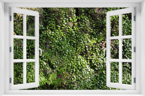 Fototapeta Naklejka Na Ścianę Okno 3D - 石垣の緑の植物